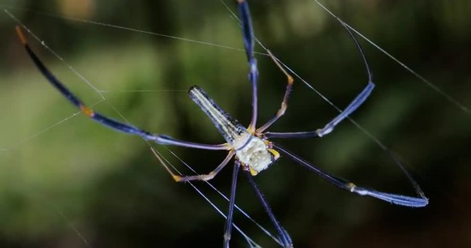 Large creepy spider on web in garden