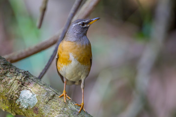 Eyebrowed Thrush, White-browed Thrush, Dark Thrush (Turdus obscurus ) 