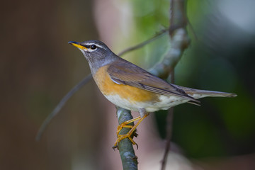 Eyebrowed Thrush, White-browed Thrush, Dark Thrush (Turdus obscurus ) 
