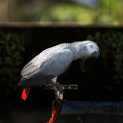 African Grey Parrot