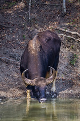 Close up portrait of Gaur(Bos gaurus) come to drink water