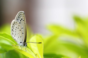 Lesser Grass Blue Butterfly in Garden