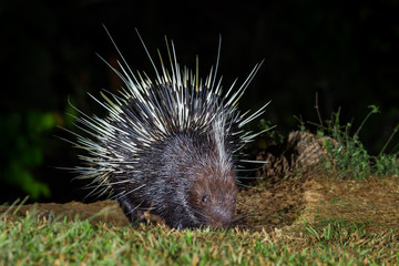 Close up of nocturnal animals Malayan porcupine(Hystrix brachyura) in real nature 