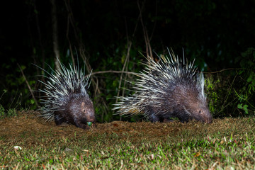 Close up of nocturnal animals Malayan porcupine(Hystrix brachyura) in real nature 