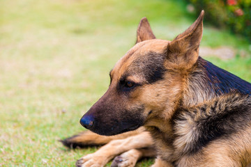 German shepher dog in park