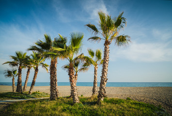 Palm trees on the beach of La Cala de Mijas. Andalusia. Spain - obrazy, fototapety, plakaty
