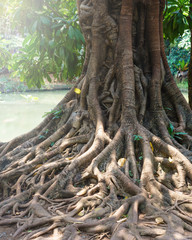 banyan root, big tree root