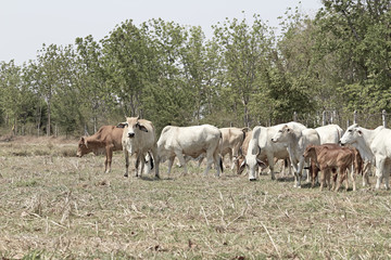 Obraz premium Herd of cows , thailand