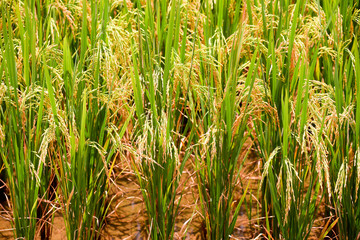 Obraz premium Golden paddy field of the Bacson Valley in Vietnam