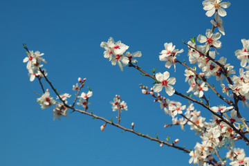 abstract dreamy and blurred image of spring white cherry blossoms tree. selective focus. vintage filtered
