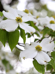 ハナミズキ　白い花