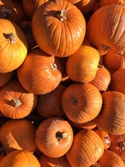 pumpkins