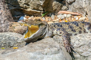 Head Shot of Siamese Crocodile