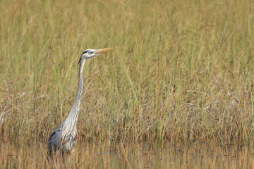 Great Blue Heron, Florida Everglades