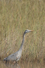 Great Blue Heron, Florida Everglades