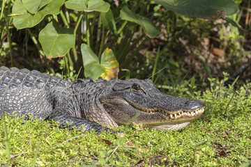 Alligator, Florida Everglades