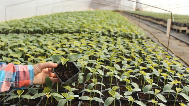 Agronomist, nursery in greenhouse