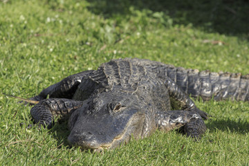 Alligator, Florida Everglades
