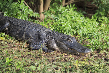 Alligator, Florida Everglades