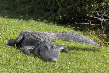 Alligator, Florida Everglades