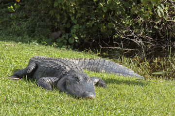 Alligator, Florida Everglades