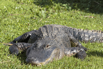 Alligator, Florida Everglades