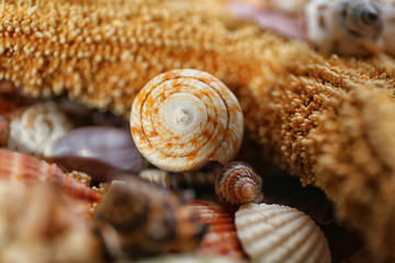 Sea star and seashell closeup