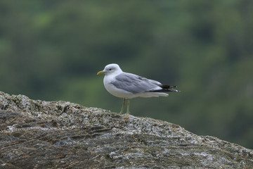 A seagull on a rock in Scotland