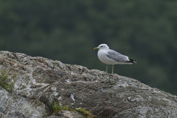 A seagull on a rock in Scotland