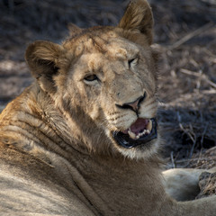 lion (Panthera leo) del Timbavati Nature Reserve in Sud Africa
