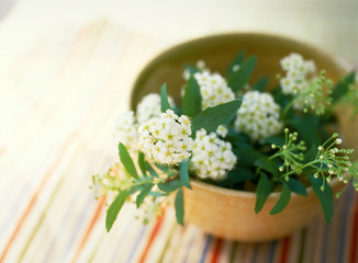 茶碗に生けられたコデマリ