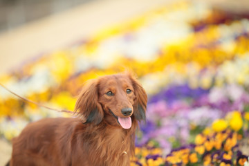 ダックスフンドと花