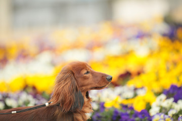 ダックスフンドと花