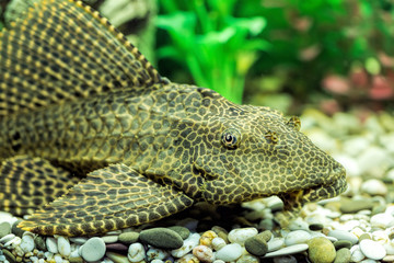 Brocade catfish Pterygoplichthys closeup