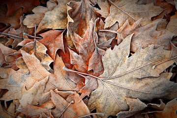 Frozen leaves close up. Natural background