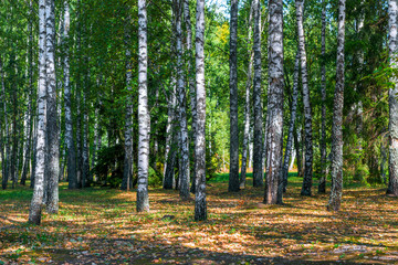 Russian birch forest in early autumn at dawn