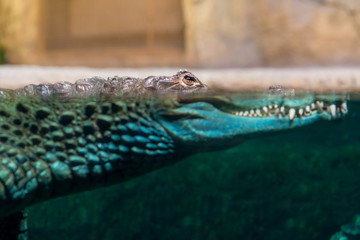 crocodile head protruding out of the water close-up