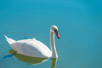 graceful white swan floating in the clear water of the lake