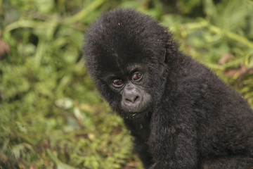 Baby Gorilla in the jungle of Rwanda