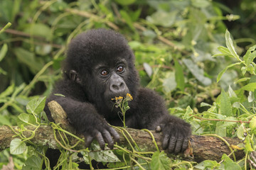 Baby gorilla in the jungle of Rwanda © rjcoulstock