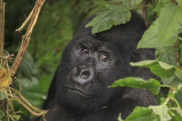 Adult gorilla in the jungle of Rwanda
