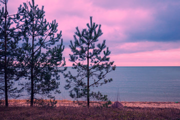 Panele Szklane  Sosny w pobliżu morza. Neringa, Litwa