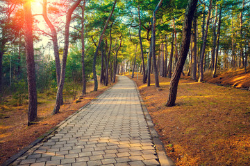 Pathway in the autumn park