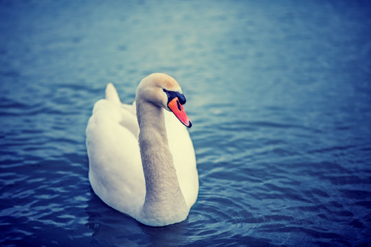 Portrait of swan swimming in the lake