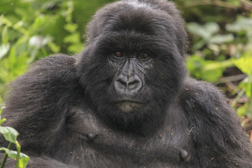 Adult gorilla in the jungle of Rwanda