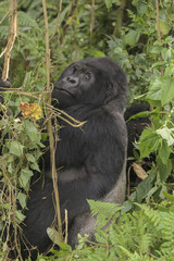 Adult gorilla in the jungle of Rwanda