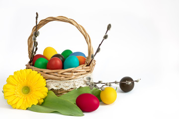 Basket with easter eggs and catkins and gerbera   on white background