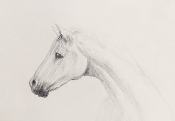 Draw pencil horse on old paper, vintage paper and old structure. © jozefklopacka