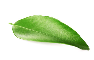 Fototapeta na wymiar Ficus leaf, isolated on white