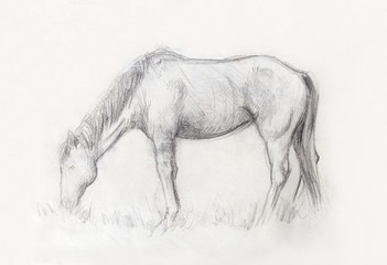 Draw pencil horse on old paper, And old vintage paper structure.